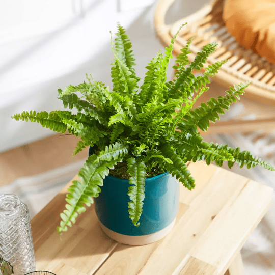 guza